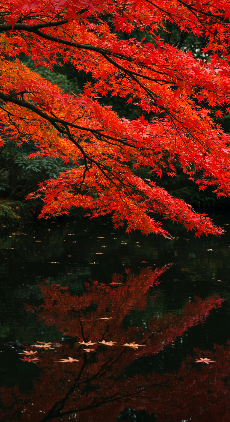 Leuchtend roter japanischer Ahorn spiegelt sich im dunklen Wasser eines Teichs.