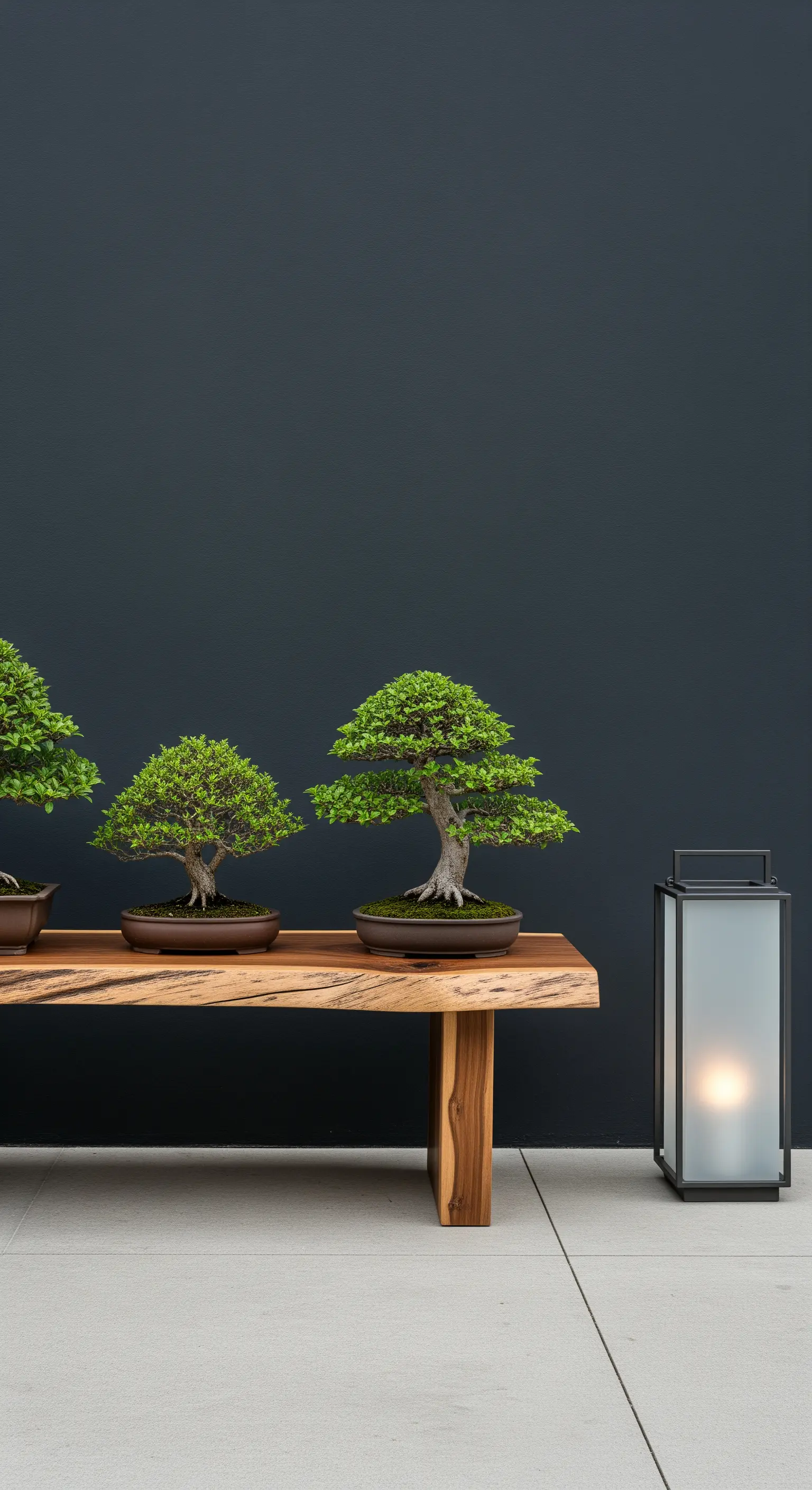 Holzbank mit drei Bonsai-Bäumen und einer Laterne