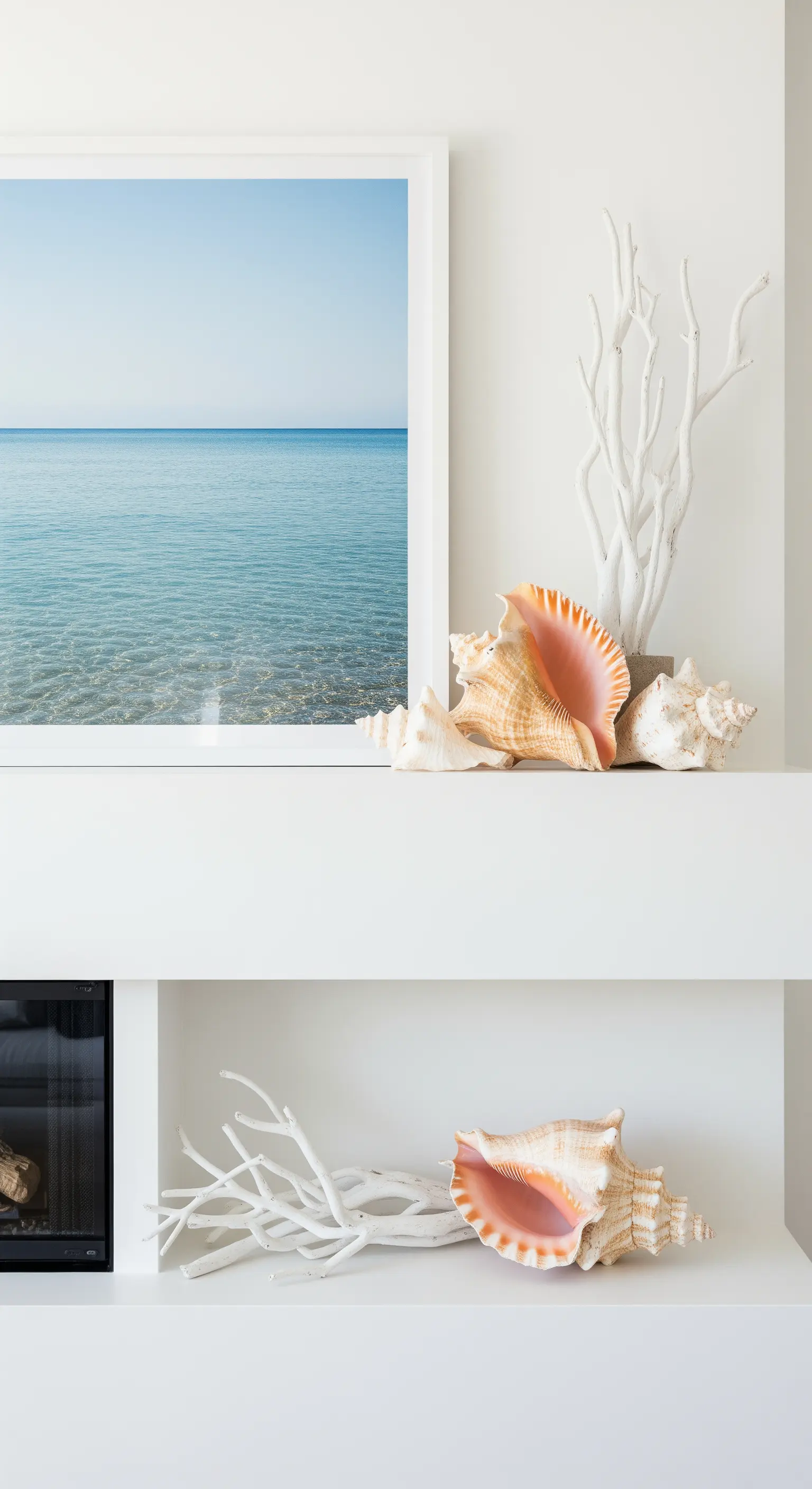 Große Muscheln und weißer Korallenast vor Meeresbild