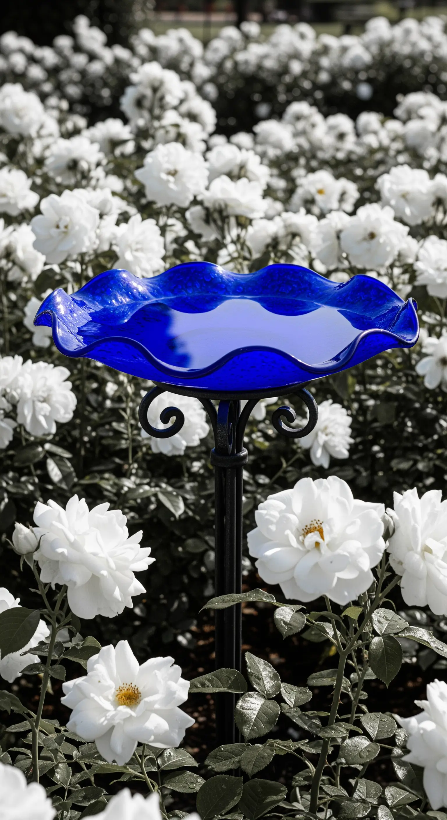 Blaue Glas-Vogeltränke auf Metallständer, umgeben von reinweißen Rosen