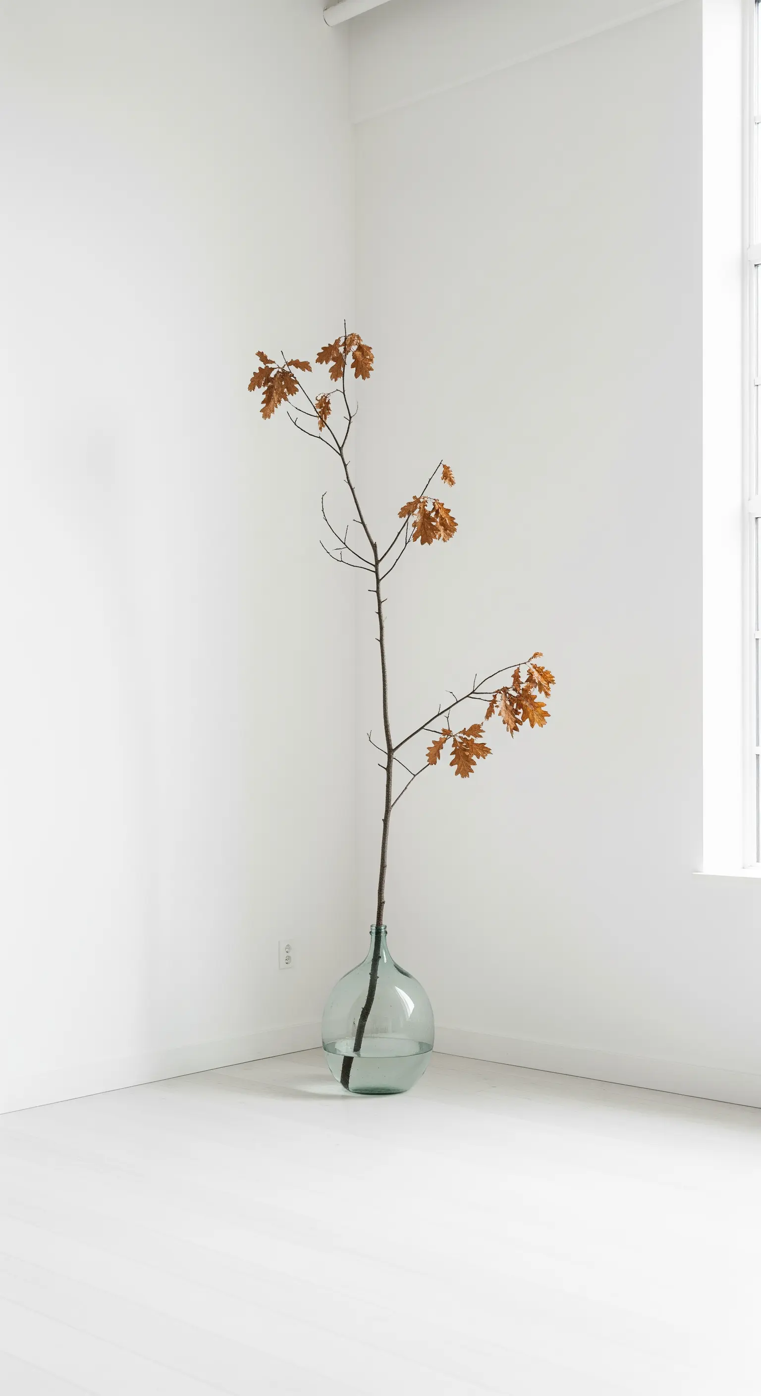 Ein großer Eichenzweig in einer Bodenvase aus Glas in einer weißen Ecke.