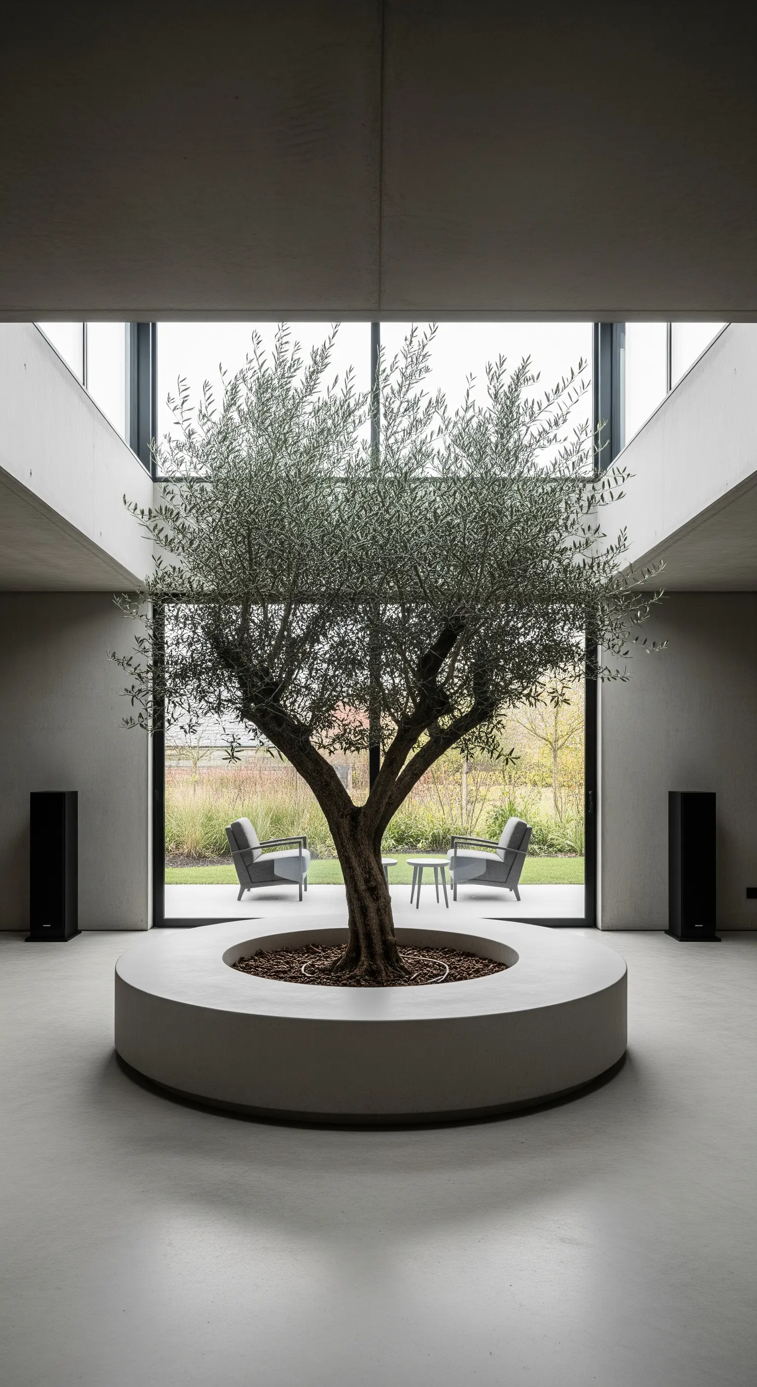 Ein großer Olivenbaum wächst in der Mitte eines minimalistischen Raumes aus Beton.