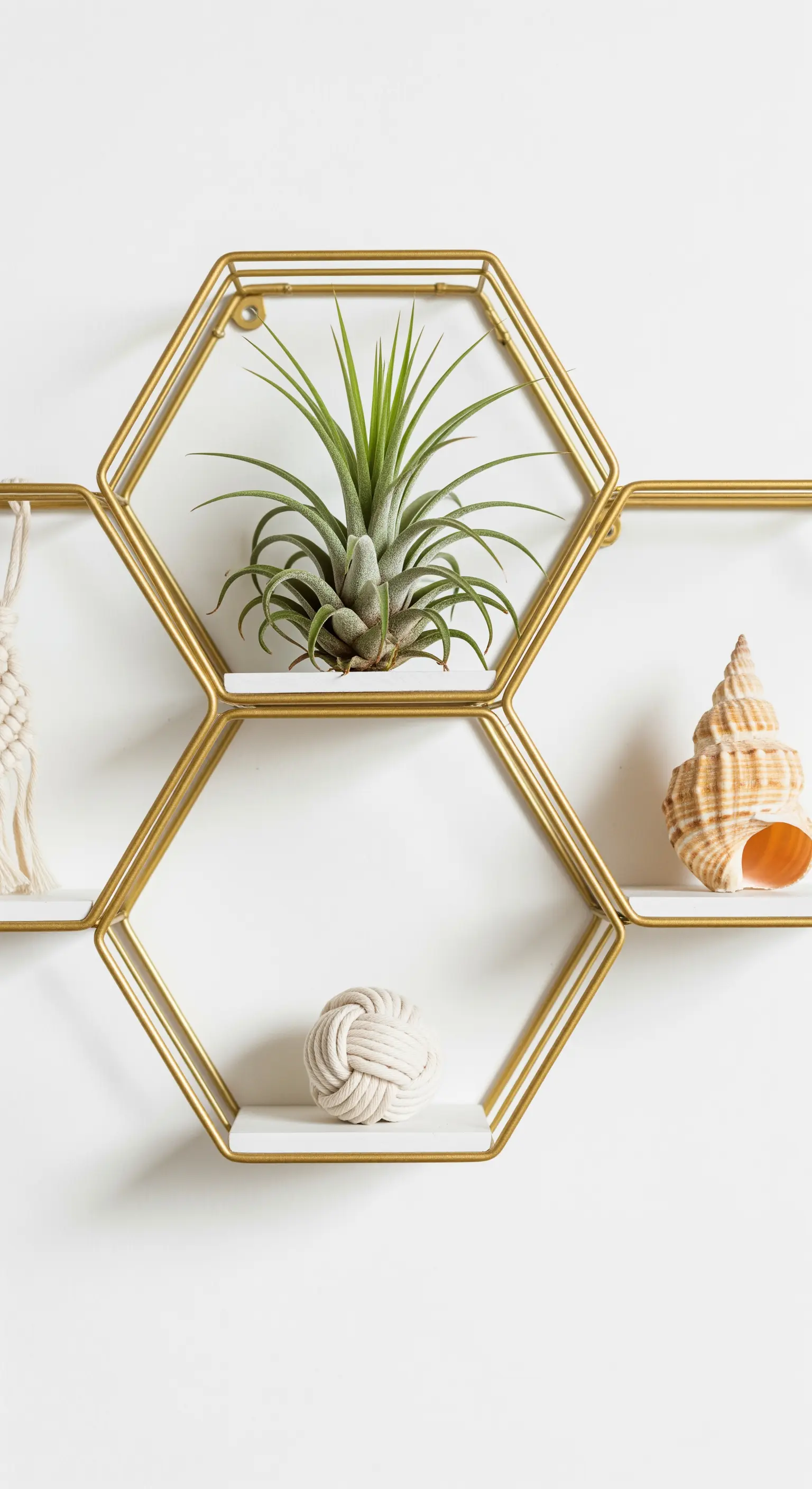 Goldene, wabenförmige Wandregale mit Luftpflanze, Muschel und Seemannsknoten.