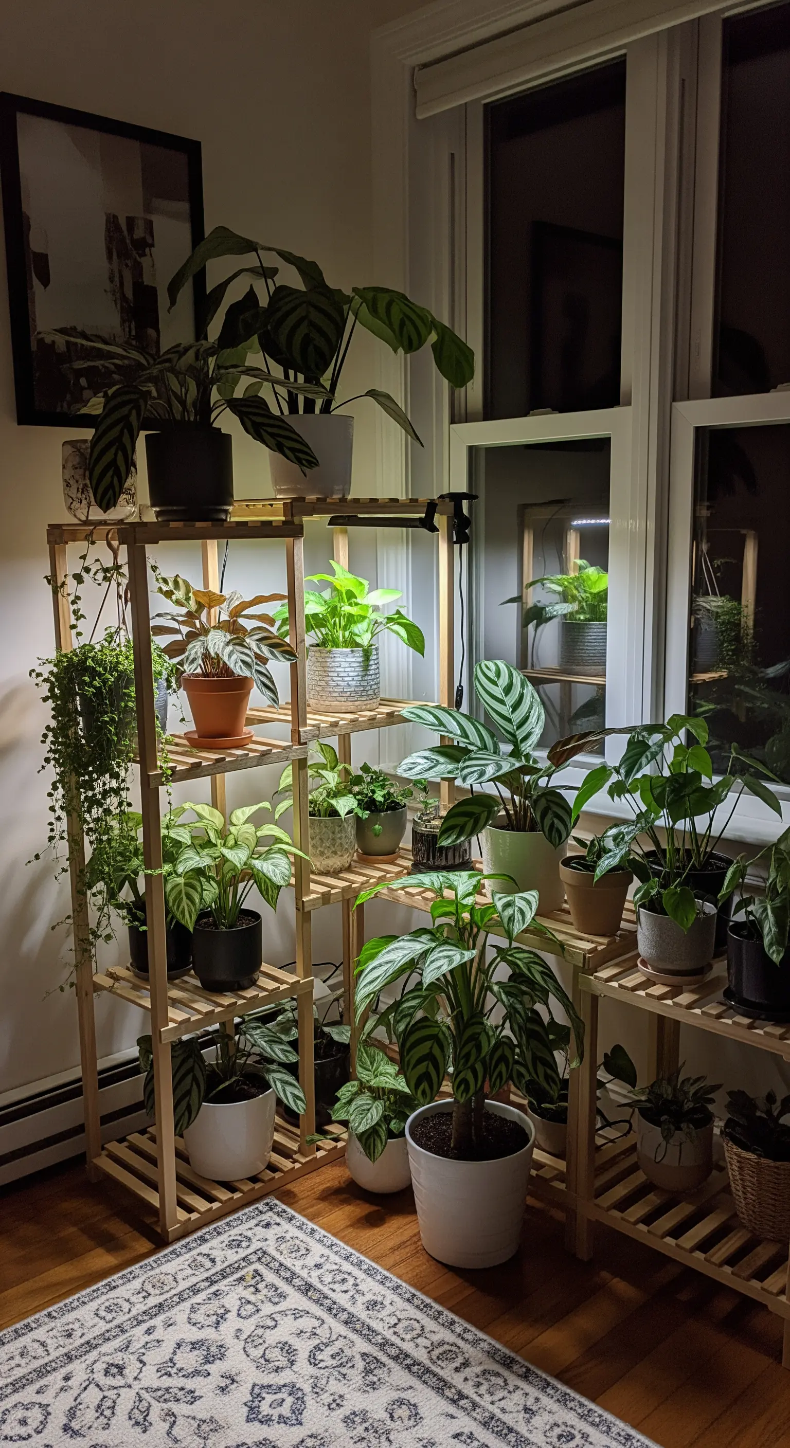 Holzregal voller Zimmerpflanzen, die von unten mit LED-Wachstumslampen beleuchtet werden.