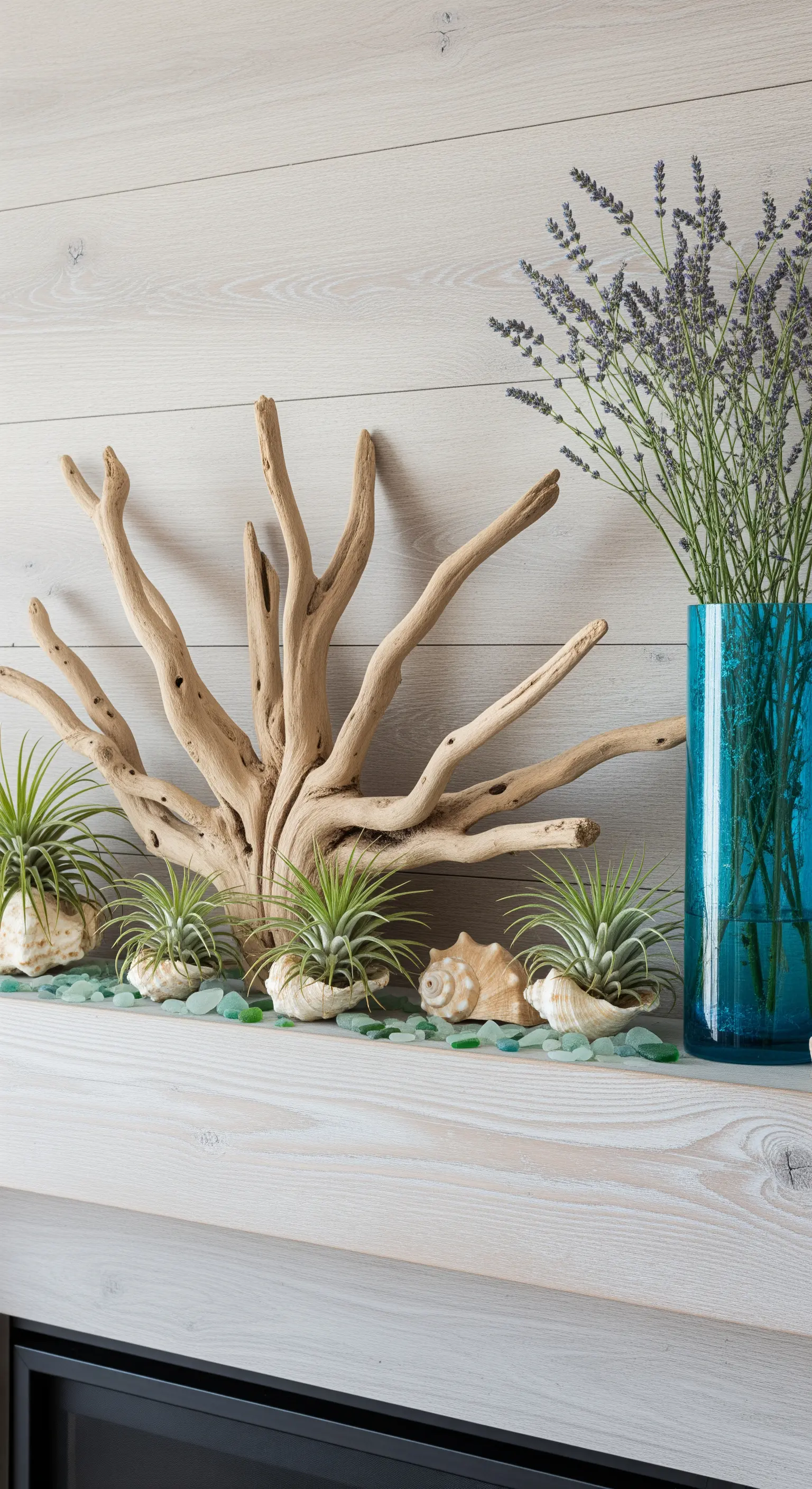 Maritime Deko mit großem Treibholz, Tillandsien in Muscheln und Lavendel in einer blauen Vase