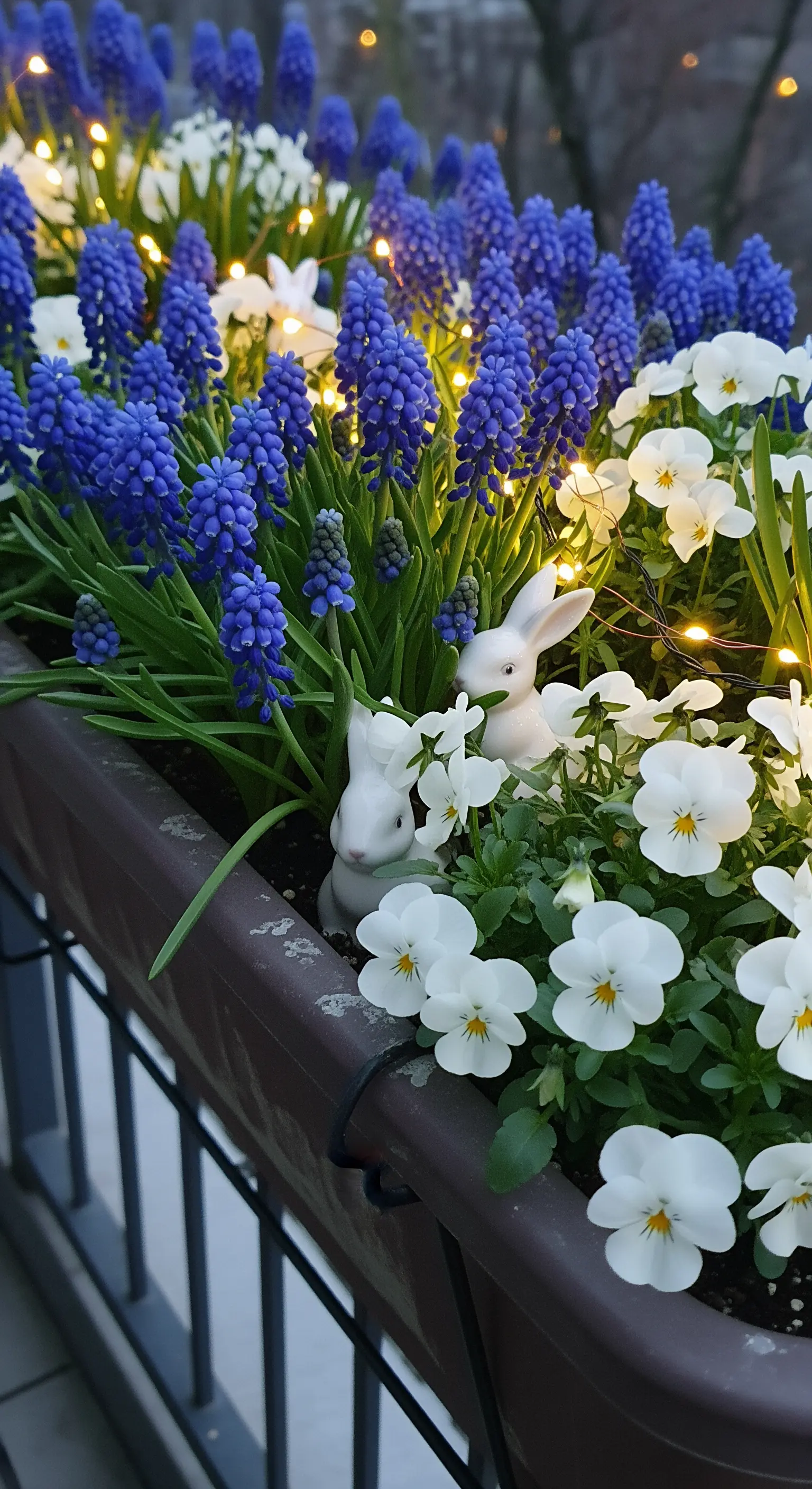 Blumenkasten auf Balkon mit blauen Traubenhyazinthen, weißen Stiefmütterchen und Lichterkette