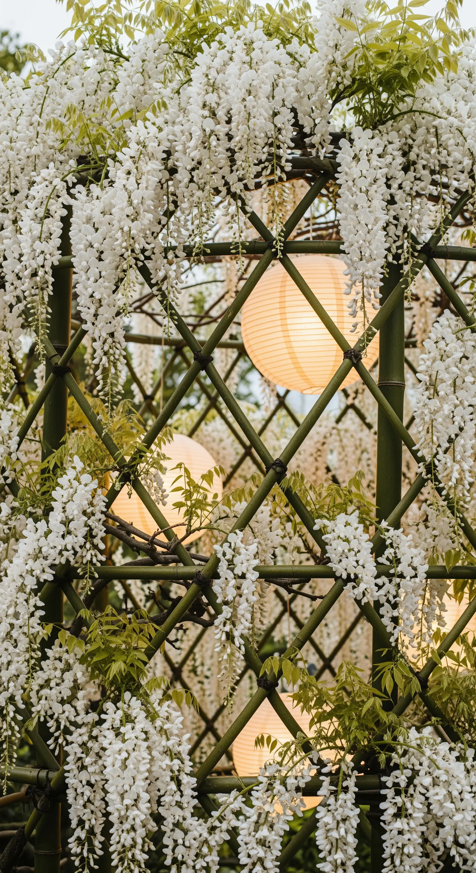 Bambus-Pergola bedeckt mit weißem Wisteria und hängenden Papierlaternen